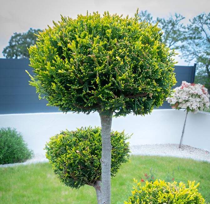 Élagage sécurisé et précis